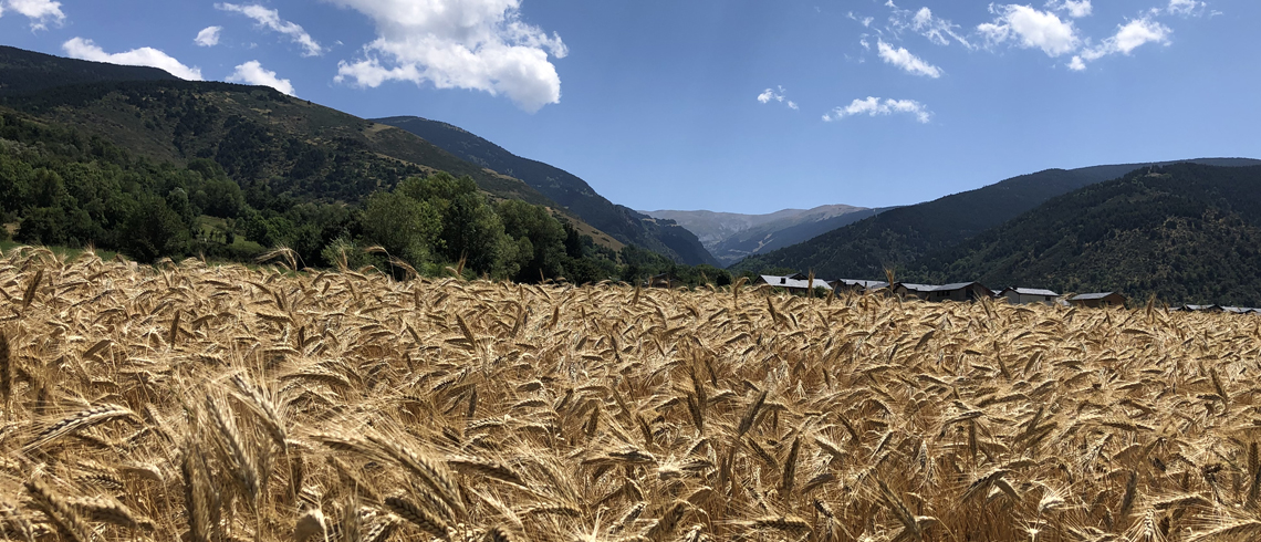 FINCAS YASMINA